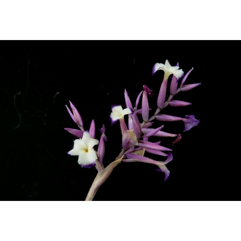 Tillandsia straminea