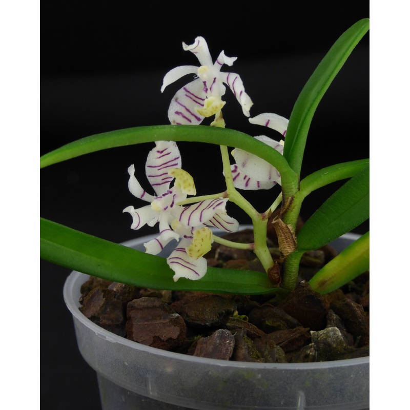 Trichoglottis putida (pusilla)