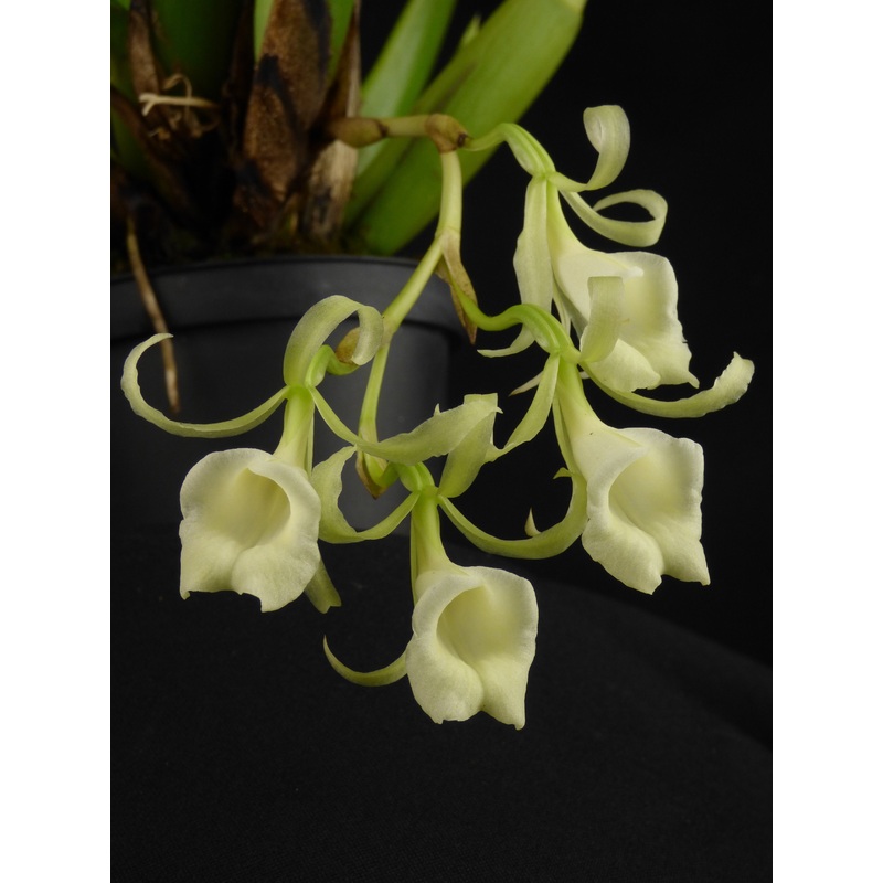 Trichopilia rostrata|12 cm|Nee|Ja
