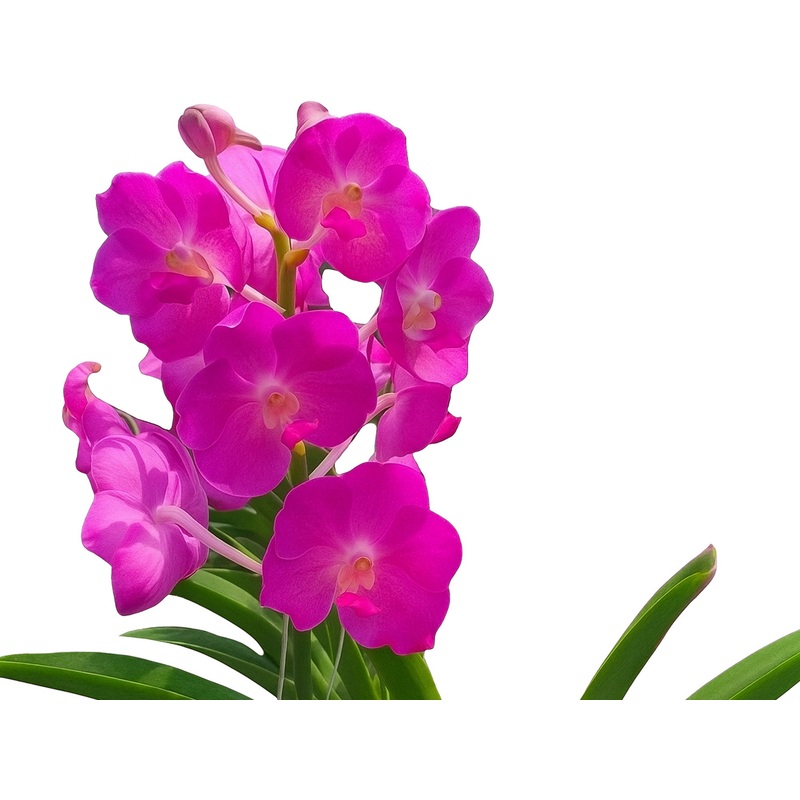 Vanda Brighton Sunset x Vanda Pin River