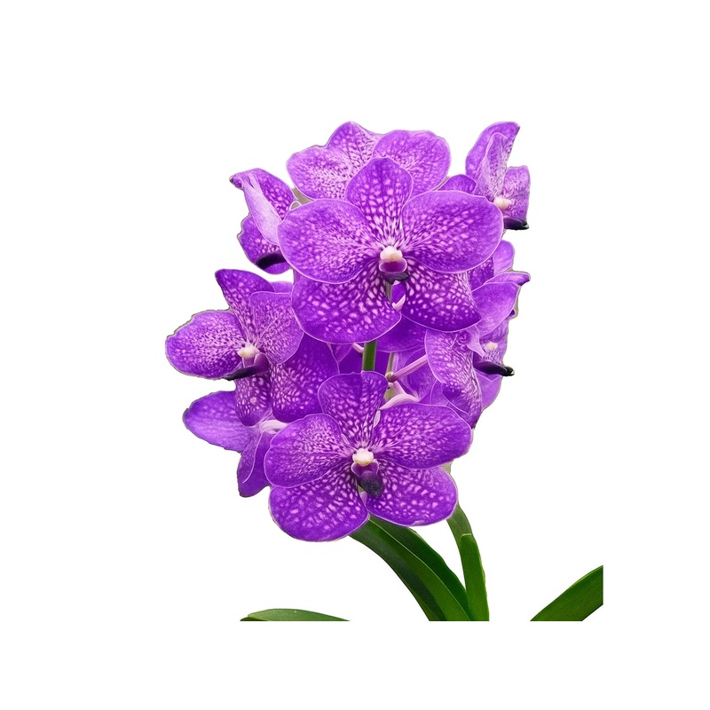 Vanda Chulee x Vanda Somsri Blue Classic