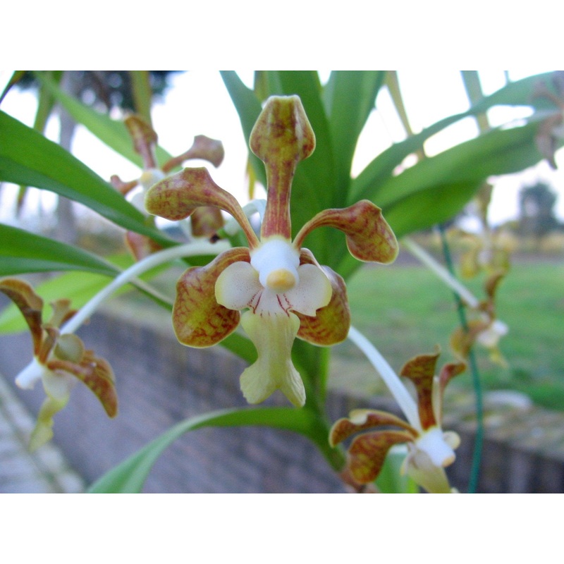 Vanda denisoniana|Nee|Ja
