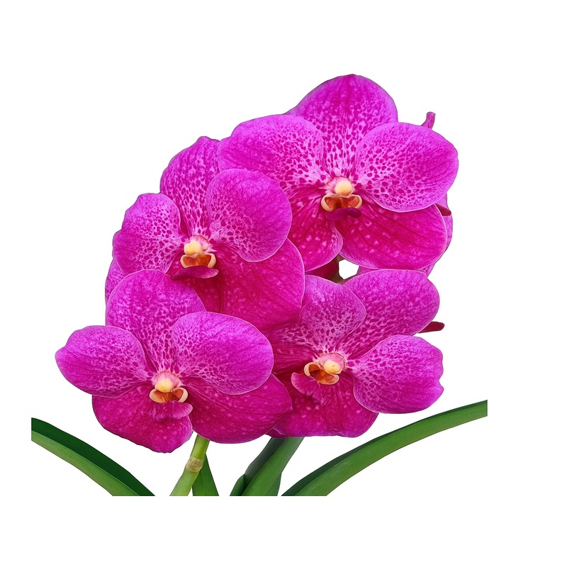 Vanda Dr Anek x Vanda (Gordon Dillon x Ponpimol)