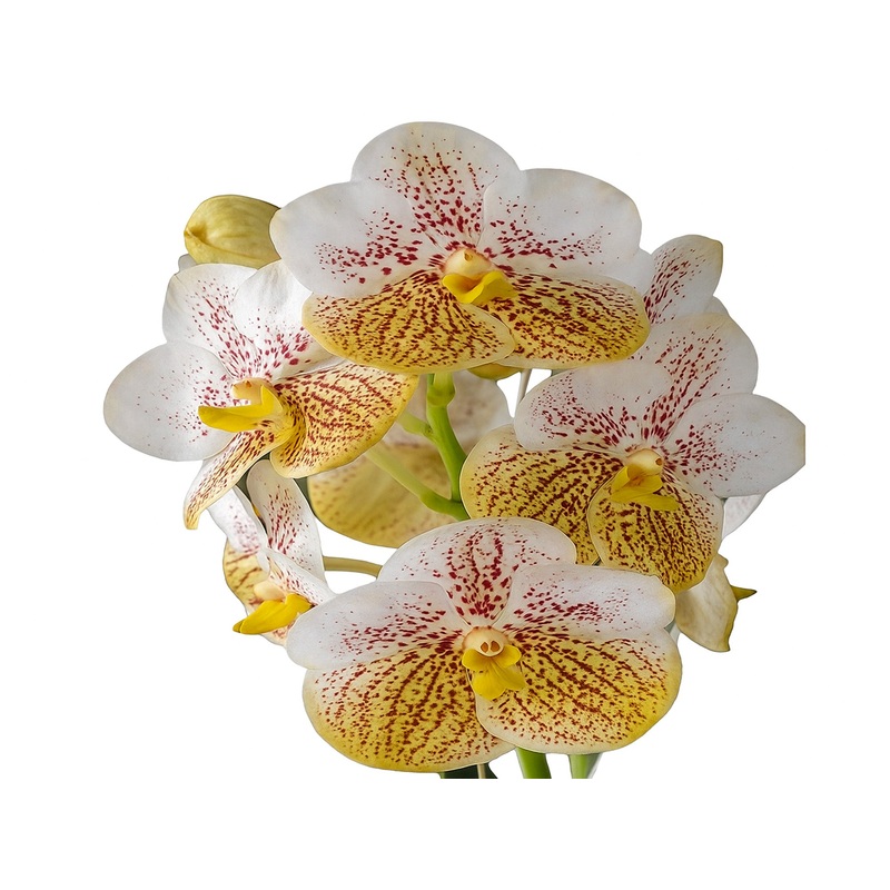 Vanda Edwin Alberto