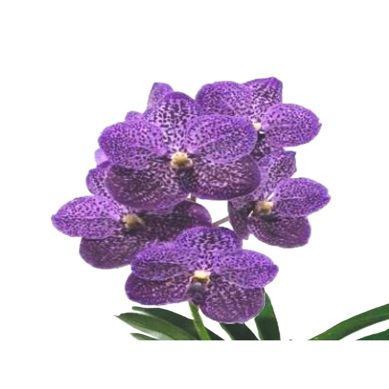 Vanda Gordon Dillon x Vanda (Dr. Anek x Britz’s Heartthrob)