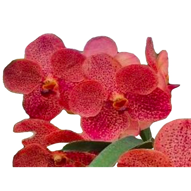 Vanda Kulwadee Fragrance x Vanda Dr. Anek (Orange)