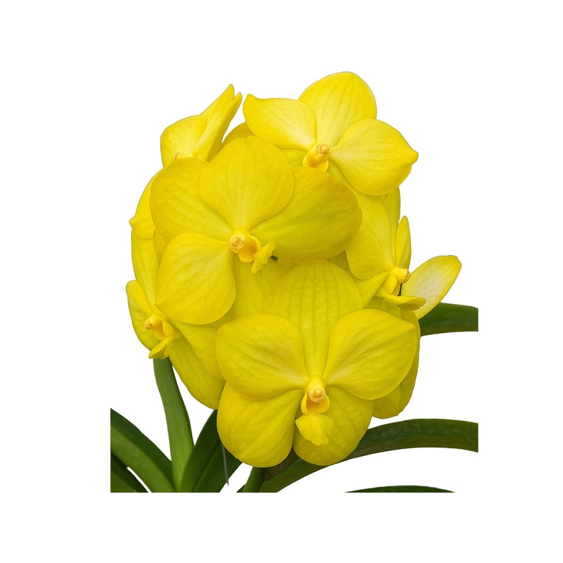 Vanda Nopporn Gold x Vanda Gold Lover