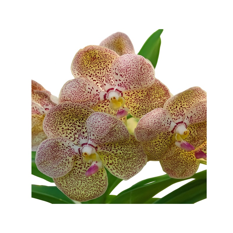 Vanda Oranuch 38