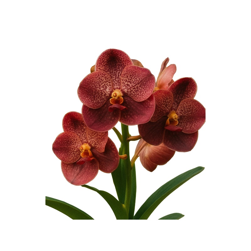 Vanda Rijiroj