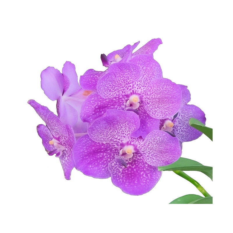 Vanda Saowapa Diamond