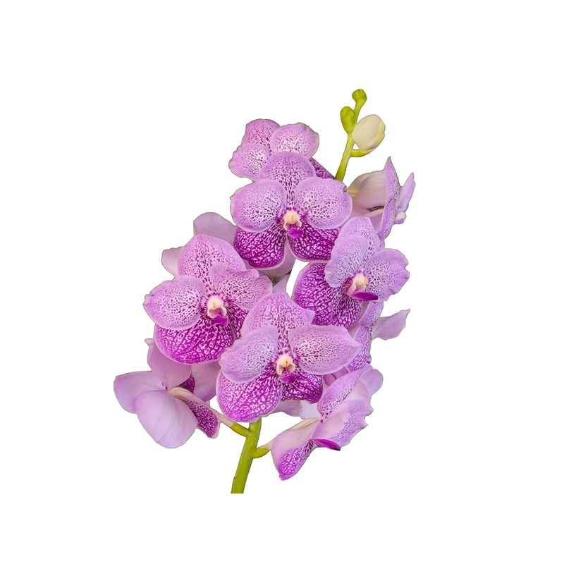 Vanda Somsri Blue Classic x Vanda Chulee