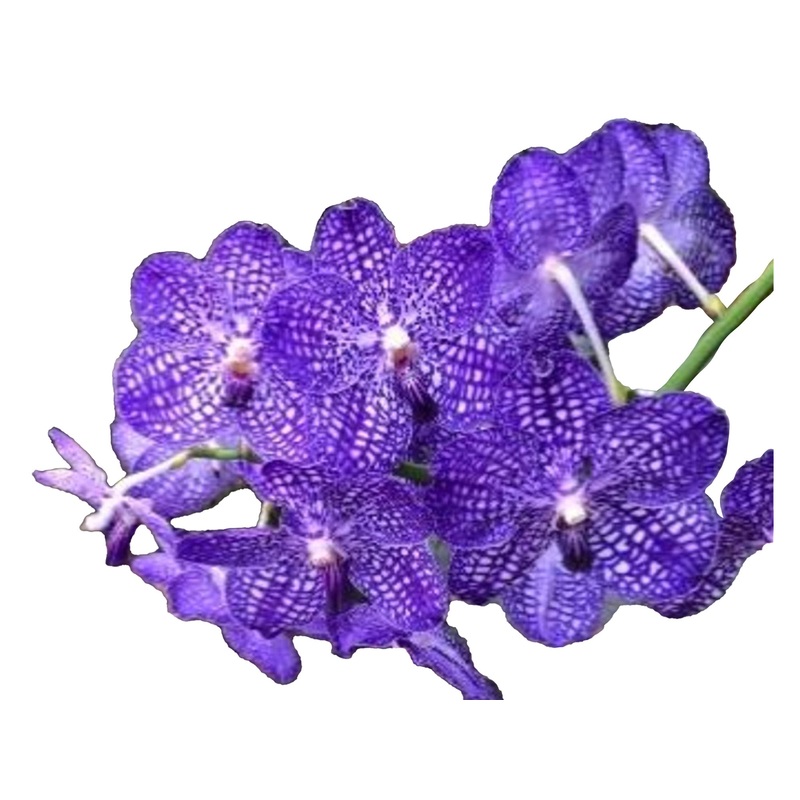 Vanda Somsri Blue Classic x Vanda Pakchong Blue