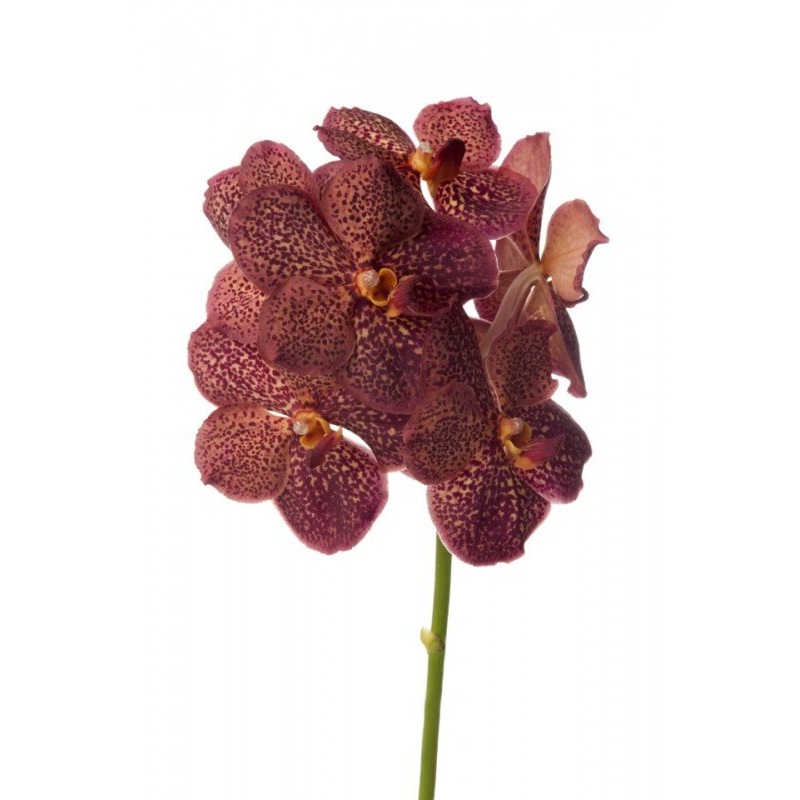 Vanda Sunanda Lava|Nee|Ja