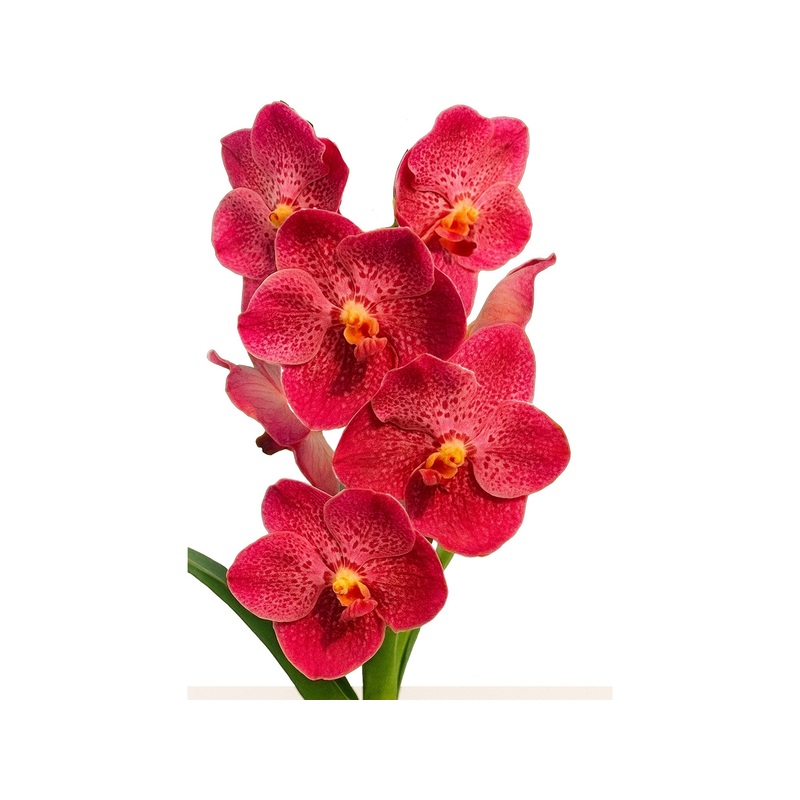 Vanda Sunlay x Vanda Dr. Anek