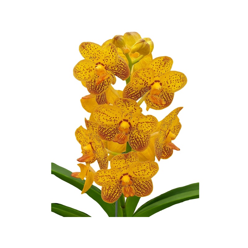 Vanda Suwannaphum Butterfly