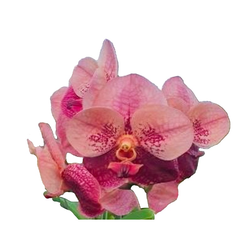 Vanda Suwannaphum Cardinal