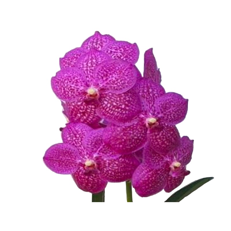 Vanda Tung Tung Diamond