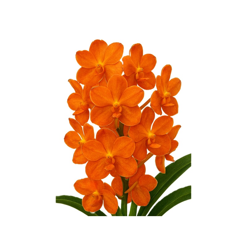 Vanda Viboon Sunset