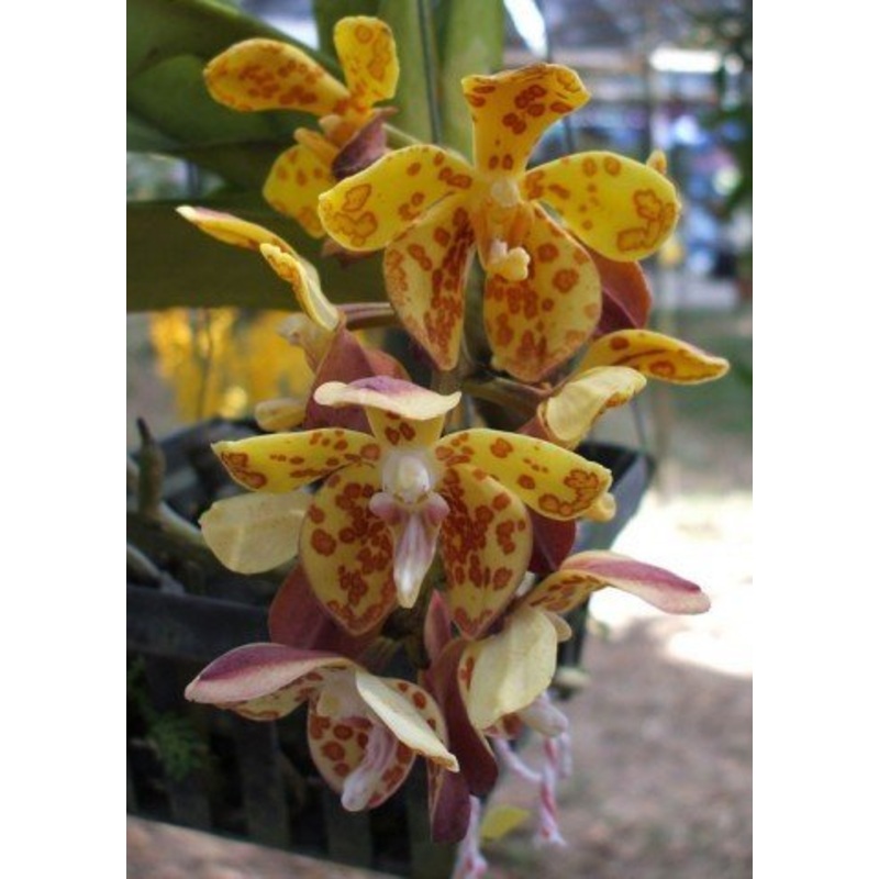 Vandopsis gigantea Big|15 cm|Nee|Ja