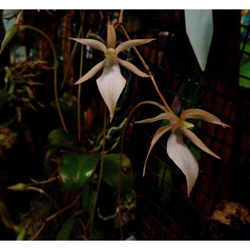 Aerangis fuscata|5.5 cm|Nee|Ja