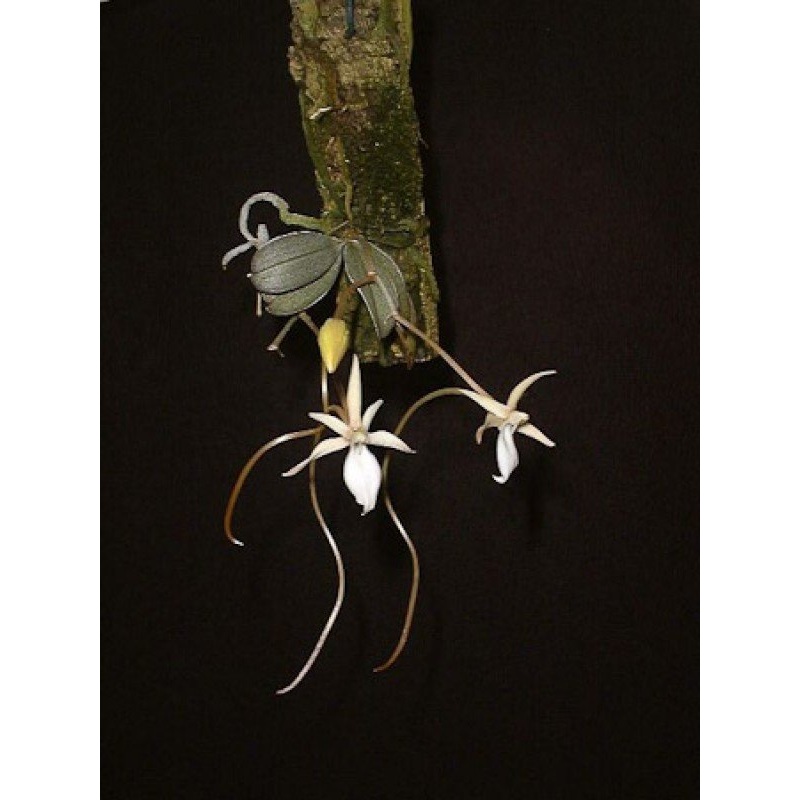 Aerangis punctata|Nee|Ja