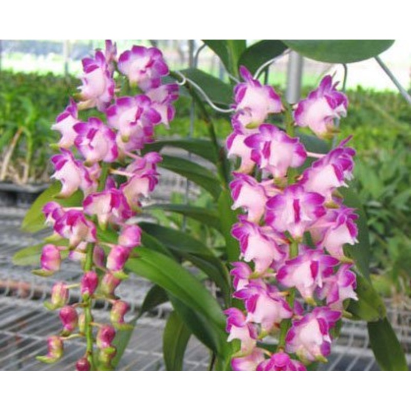Aerides lawrenceae|12 cm|Nee|Ja