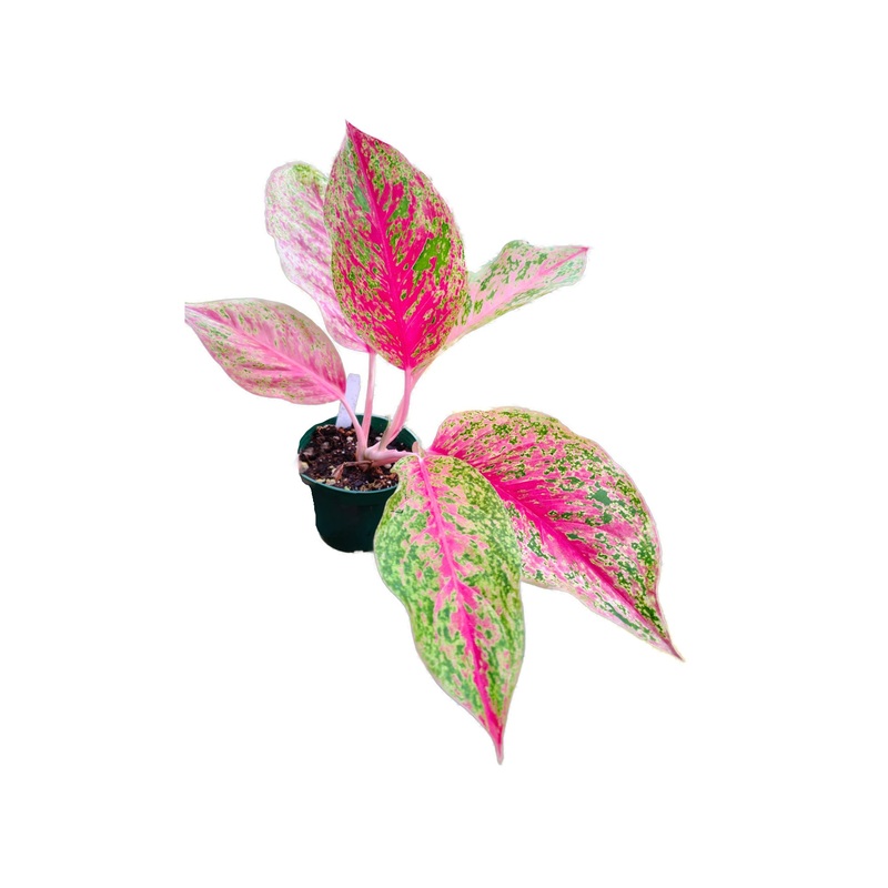Aglaonema ‘Lak Sup’