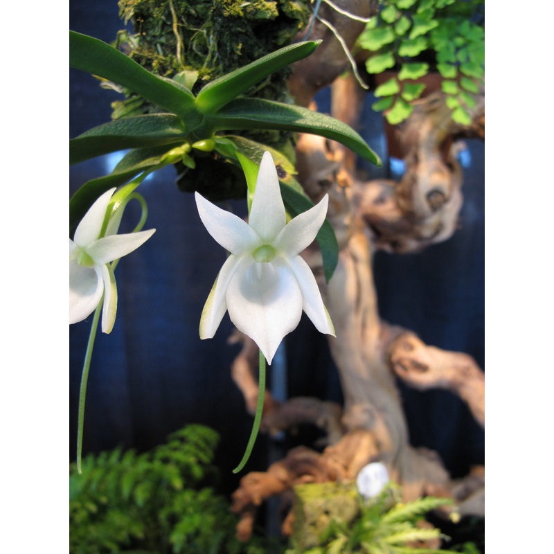 Angraecum compactum|10 cm|Nee|Ja