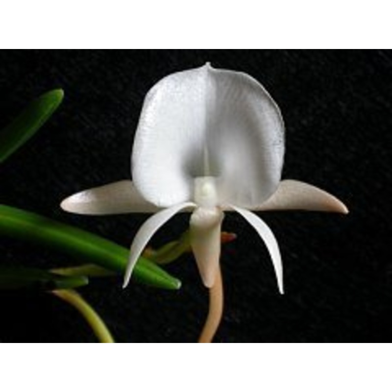 Angraecum scottianum|6 cm|Nee|Ja