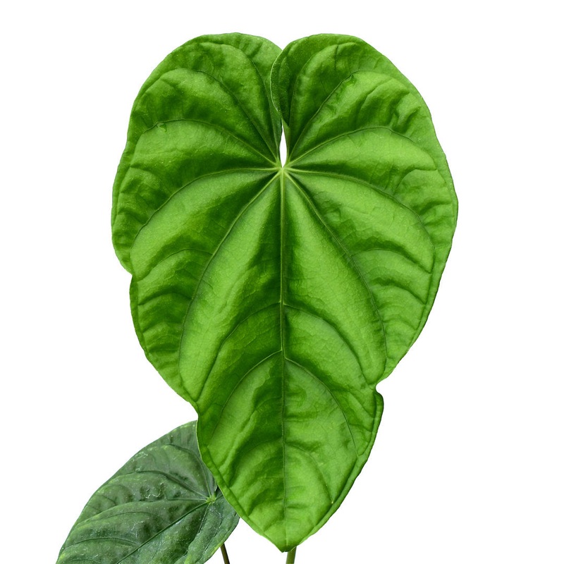 Anthurium altaverapazense (seedling)