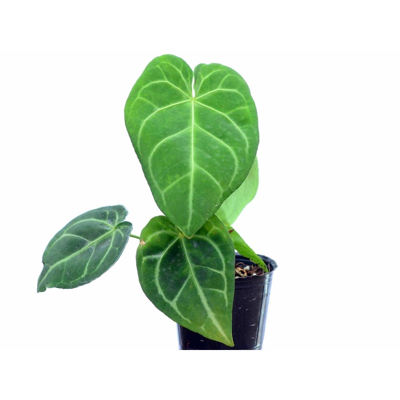 Anthurium besseae aff (medium)