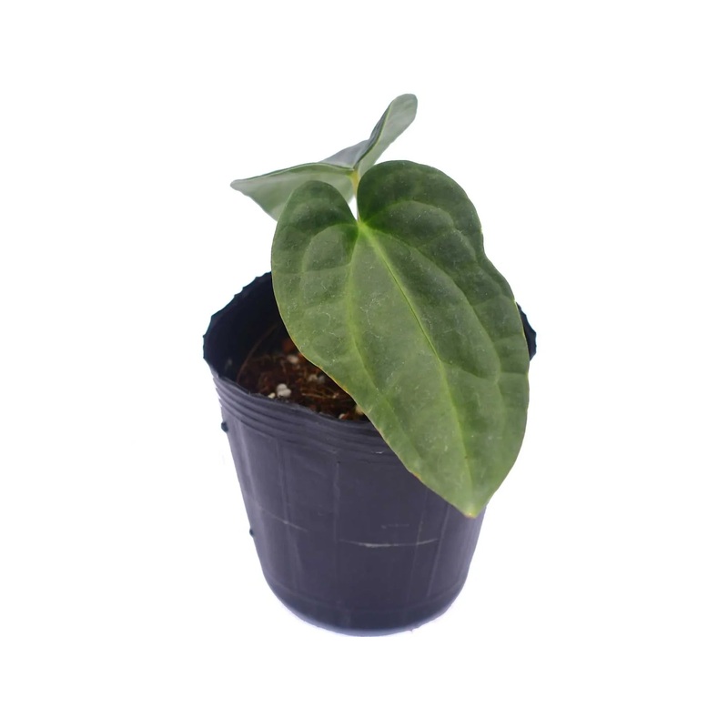 Anthurium Black Diamond (seedling)