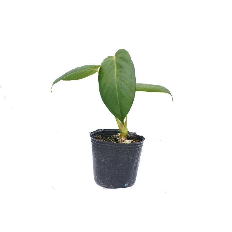 Anthurium cirinoi ‘Agapornis’ (seedling)