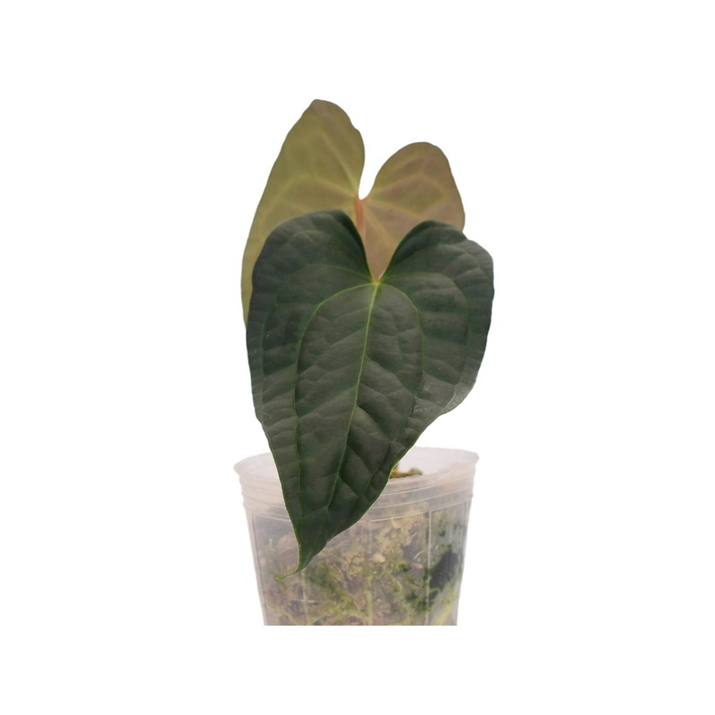 Anthurium Crystal Sky x Anthurium luxurians