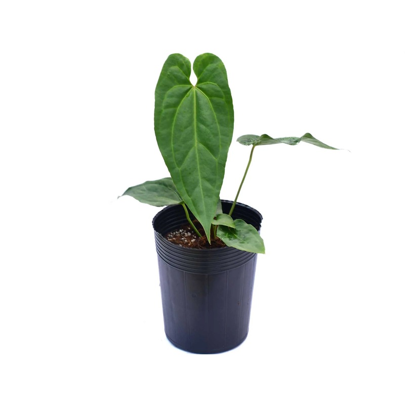 Anthurium crystallinum x Anthurium nigrolaminum ‘Ecuagenera’