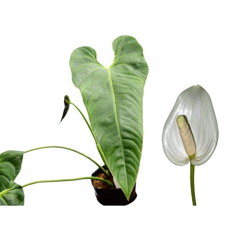 Anthurium effusispathum (seedling)