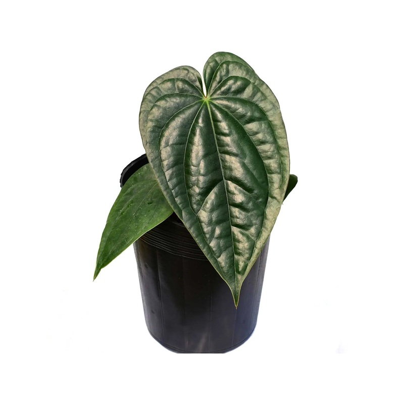 Anthurium Esmerald Beast