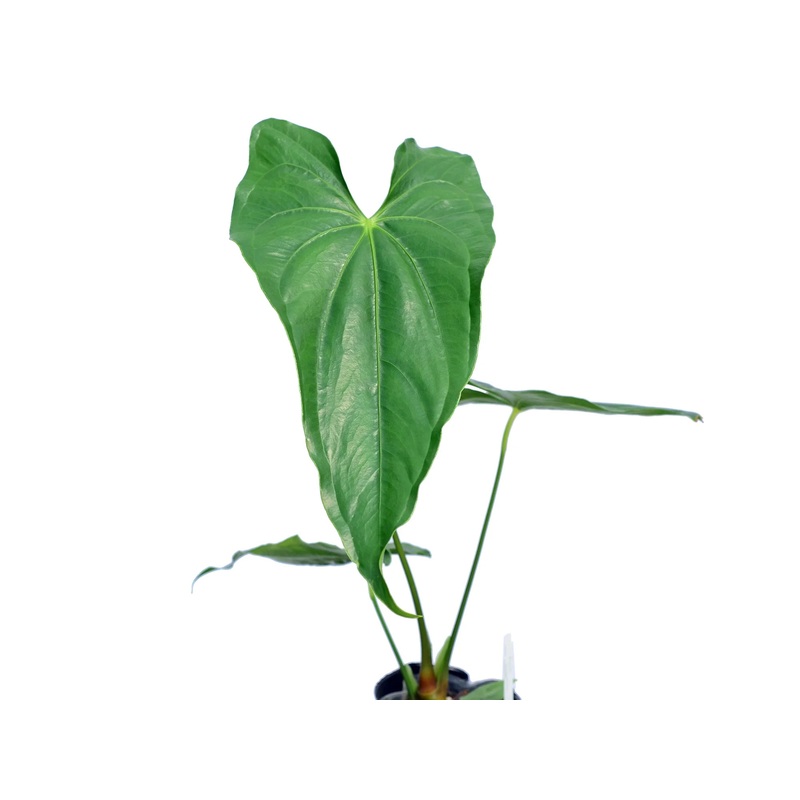 Anthurium giganteum (s)