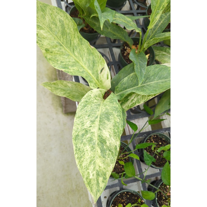 Anthurium Hookeri variegated