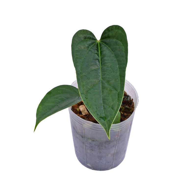 Anthurium insigne ‘Paradise’ x Anthurium luxurians