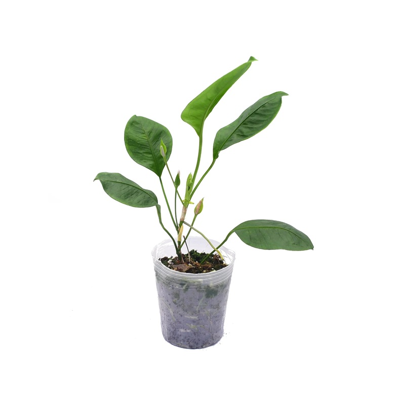Anthurium lanjouwii cf
