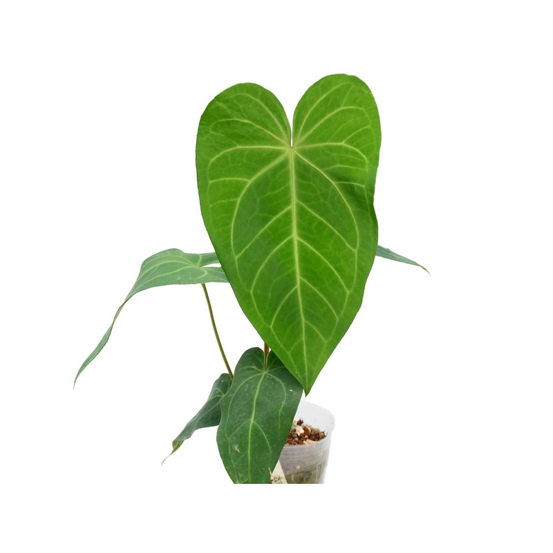 Anthurium magnificum x Anthurium pandurilaminum (seedling)