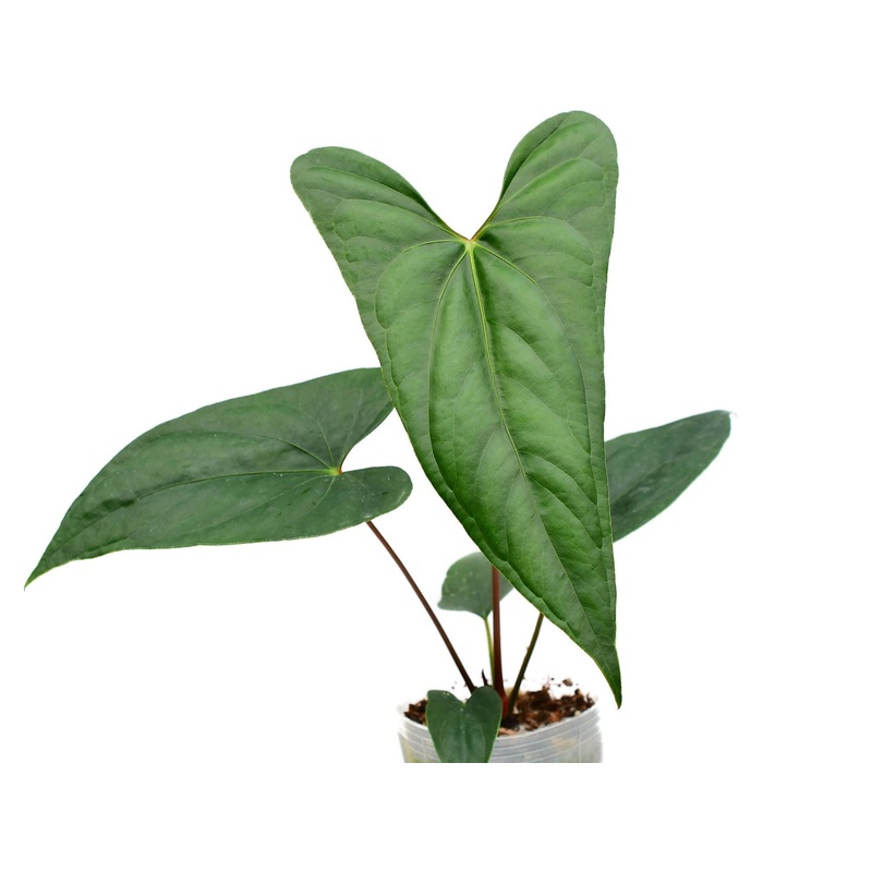 Anthurium nigrolaminum ‘Gigi’ x nigrolaminum