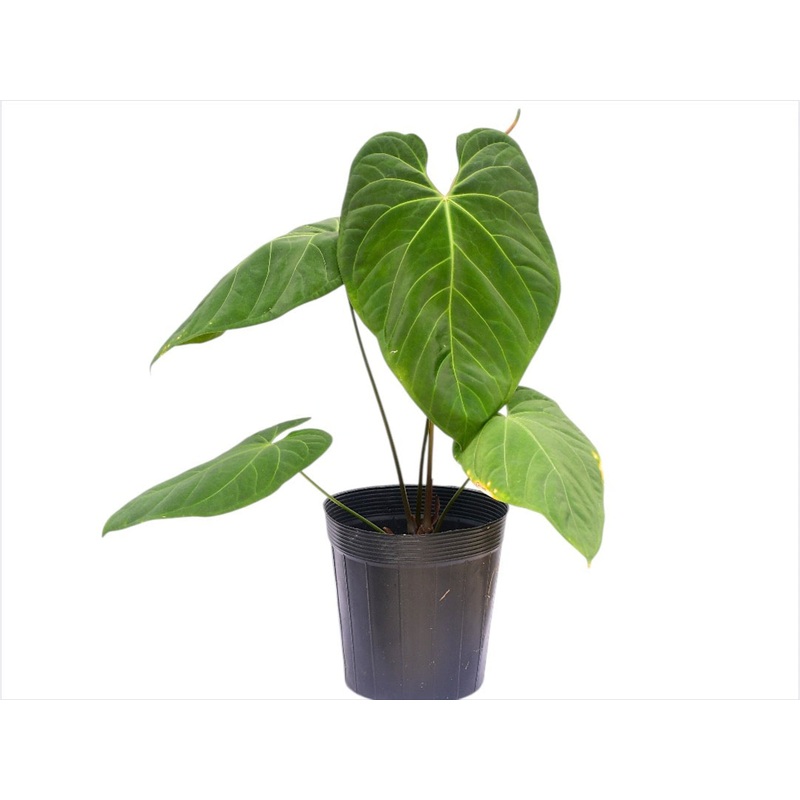Anthurium rotundistigmatum x Anthurium besseae aff (XS)