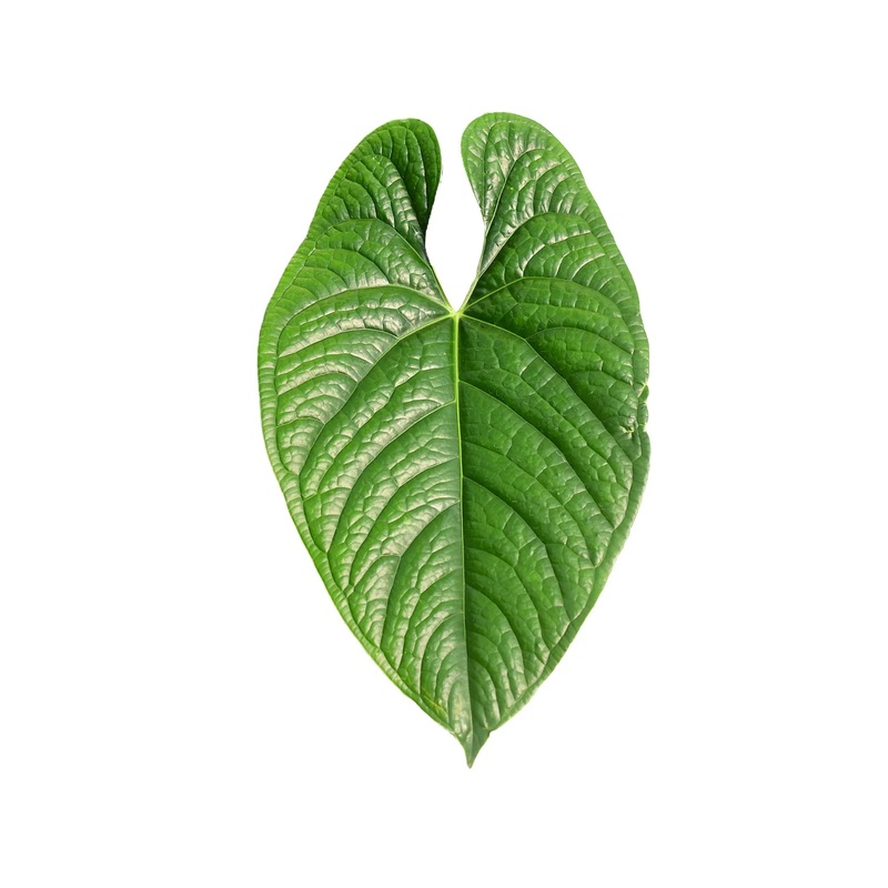 Anthurium sagittatum ‘Esmeralda’ x Anthurium luxurians