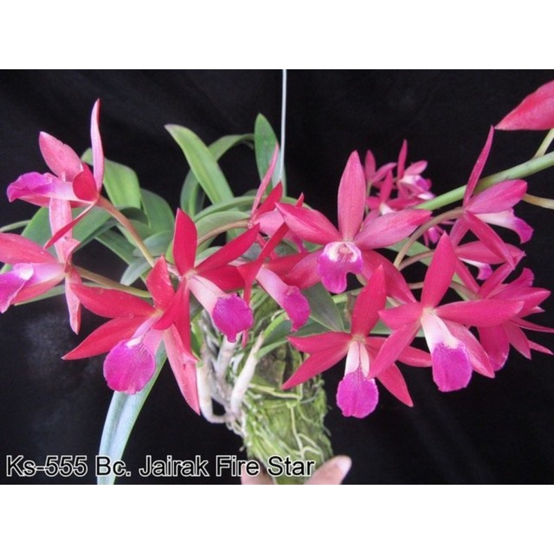 Bc. Jairak Fire Star|8 cm|Nee|Ja