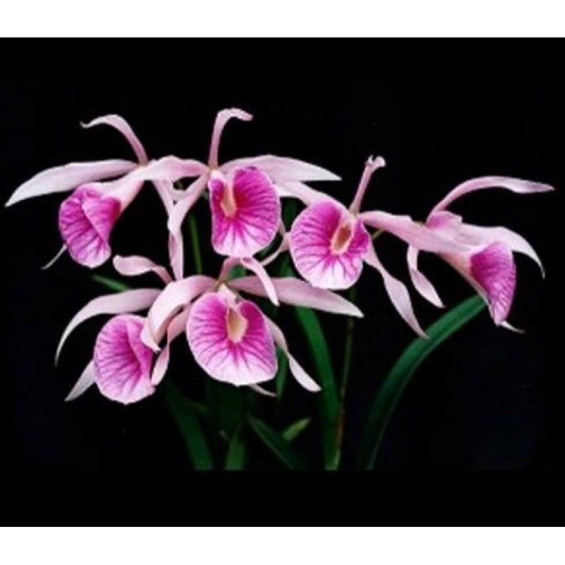 Bl. Morning Glory|9 cm|Nee|Ja