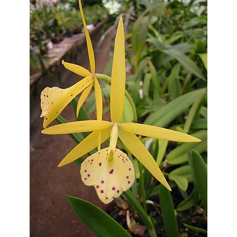 Bl. Yellow Bird|10 cm|Nee|Ja