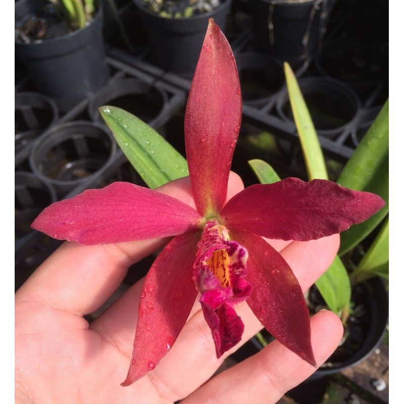 Blc. Golden Tang H&R|12 cm|Nee|Ja