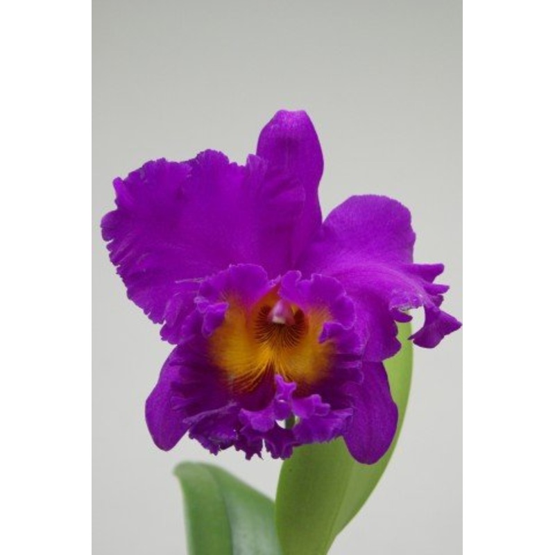 Blc. Pink Violet Empress Bright Sun